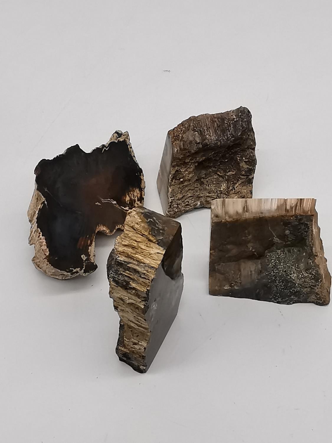 A collection of thirteen polished petrified wood pieces. Largest H.10.5cm - Image 5 of 5