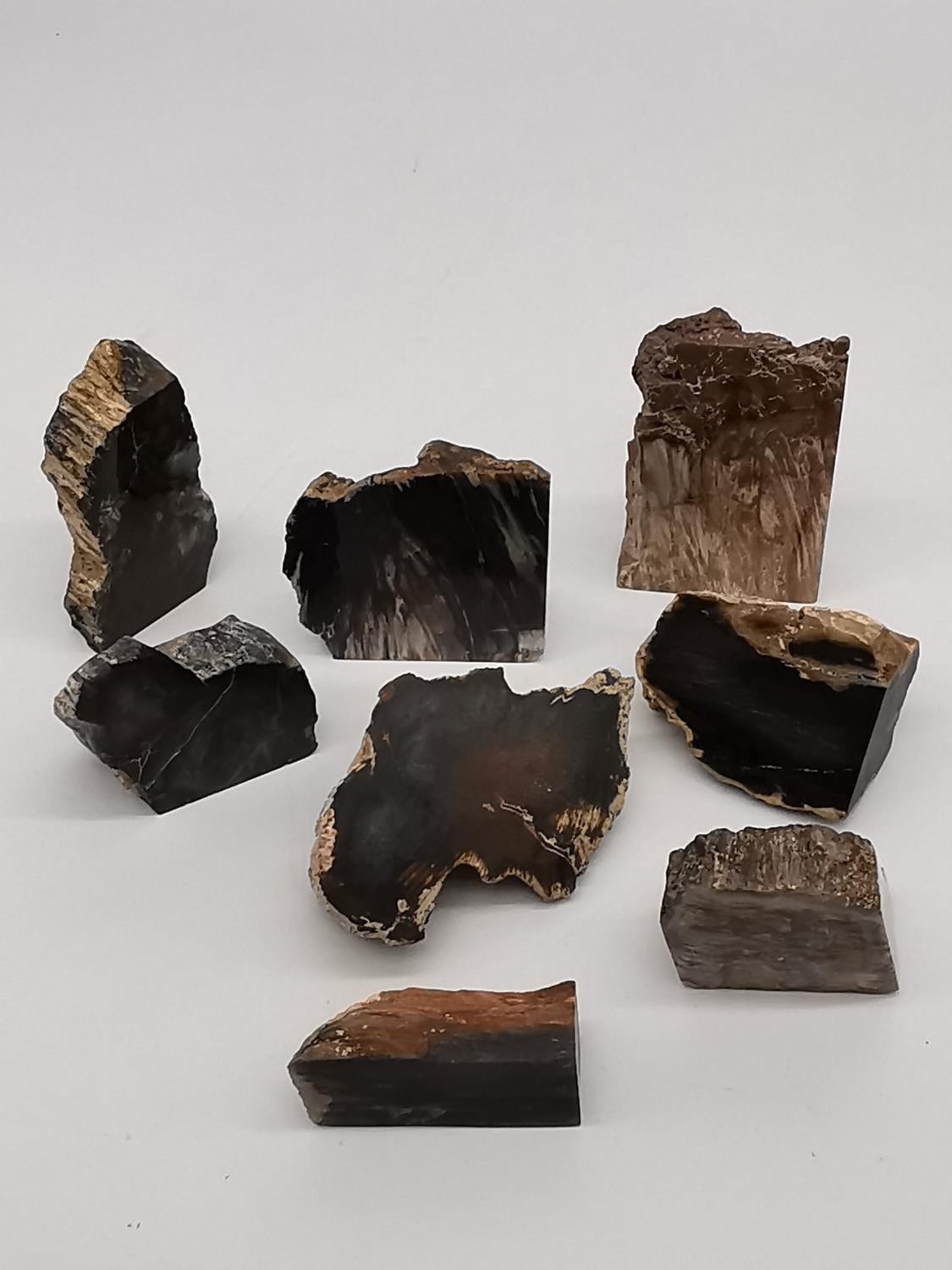 A collection of thirteen polished petrified wood pieces. Largest H.10.5cm - Image 4 of 5