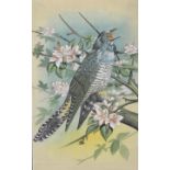 A framed and glazed painting on fabric of a cuckoo in the blossom tree, unsigned. H.36 W.26cm.