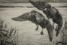George Maples ARE (British, 1869-1939). Ducks in flight. Etching. Signed in pencil. Framed and