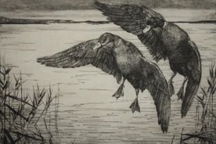 George Maples ARE (British, 1869-1939). Ducks in flight. Etching. Signed in pencil. Framed and