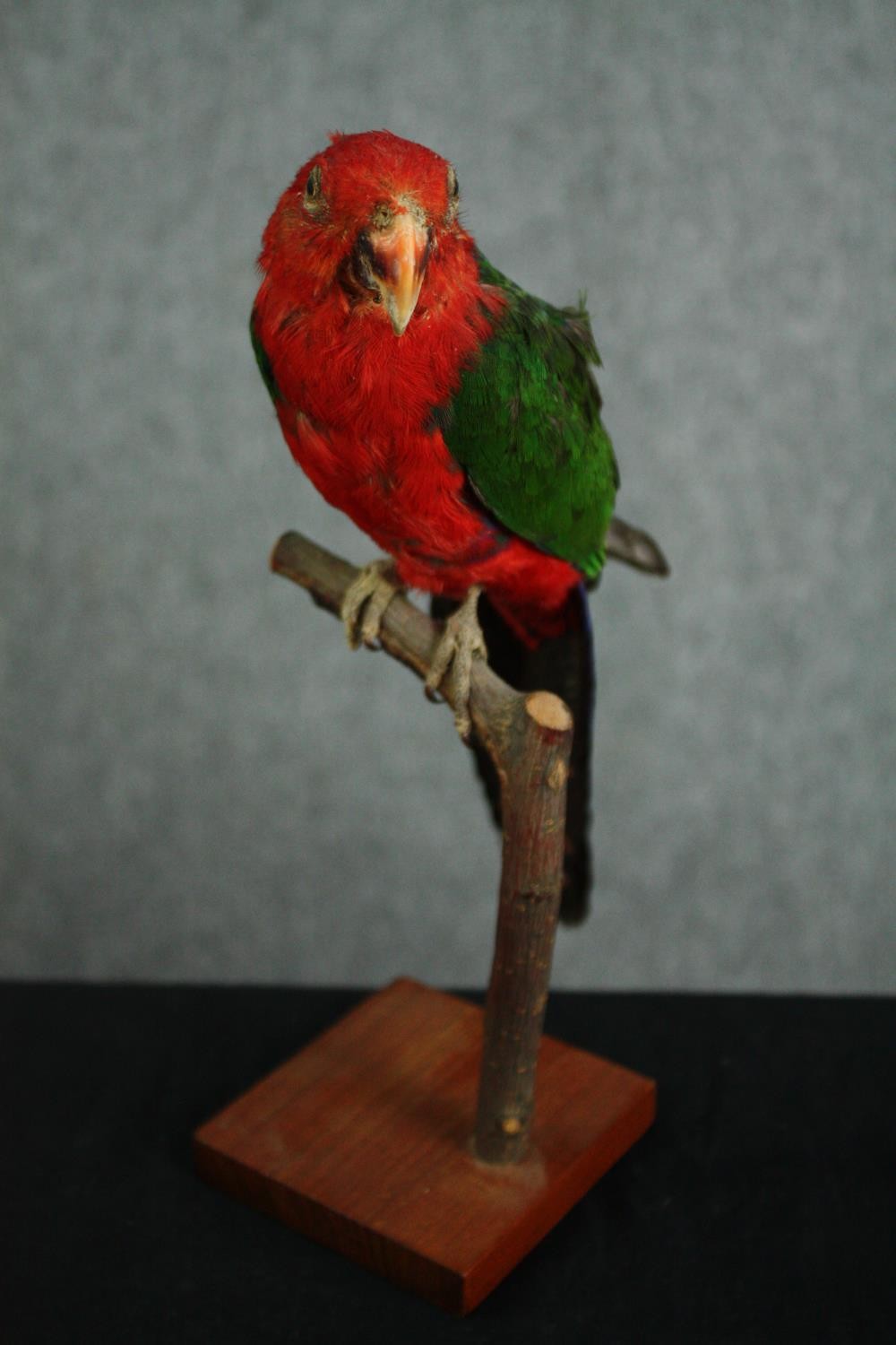 Taxidermy. A 19th century stuffed Papuan King Parrot sat on a perch. H.28cm. - Image 2 of 4