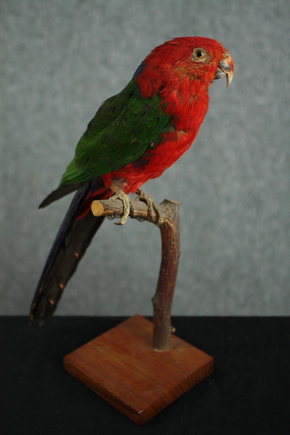 Taxidermy. A 19th century stuffed Papuan King Parrot sat on a perch. H.28cm. - Image 3 of 4