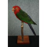 Taxidermy. A 19th century stuffed Papuan King Parrot sat on a perch. H.28cm.