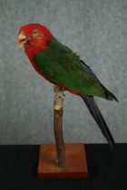 Taxidermy. A 19th century stuffed Papuan King Parrot sat on a perch. H.28cm.