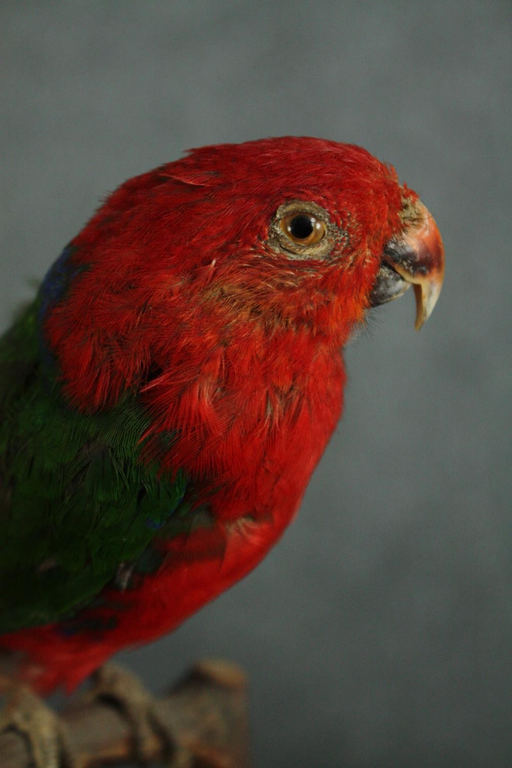 Taxidermy. A 19th century stuffed Papuan King Parrot sat on a perch. H.28cm. - Image 4 of 4