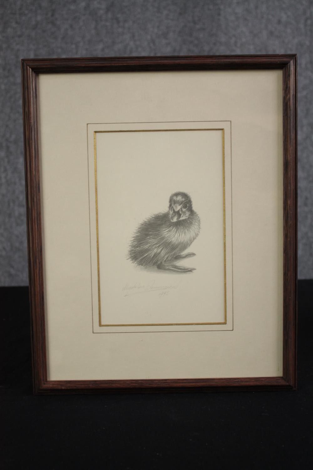 Magdalen Drummond. A fine pencil drawing of a duckling. Signed. Framed and glazed. H.35 W.28cm. - Image 2 of 4