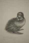 Magdalen Drummond. A fine pencil drawing of a duckling. Signed. Framed and glazed. H.35 W.28cm.