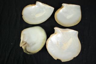 A collection of four polished oyster shells. L.22cm. (largest)