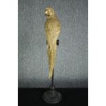 A decorative parrot on a perch. Metal and finished in gold and black. H.78cm.