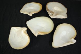 A collection of five polished oyster shells. L.24cm. (largest)