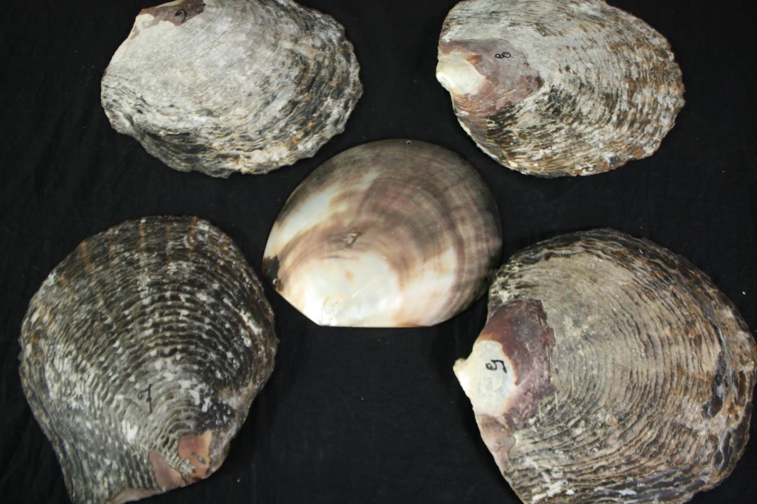 A collection of five polished oyster shells. L.26cm. (largest) - Image 4 of 4