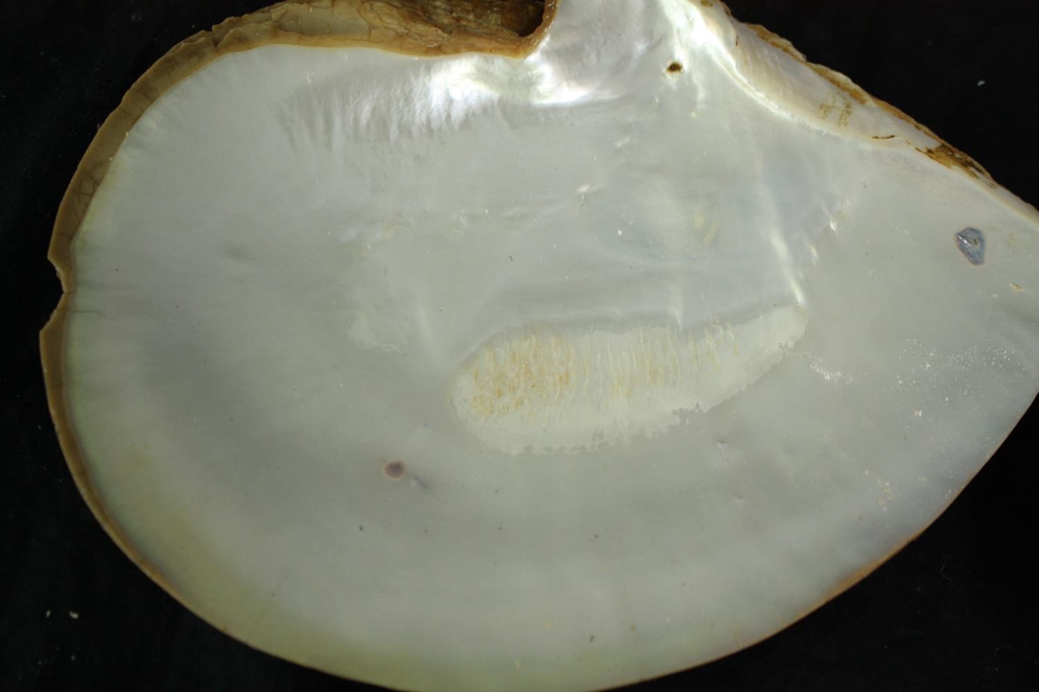 A collection of four polished oyster shells. L.22cm. (largest) - Image 3 of 4