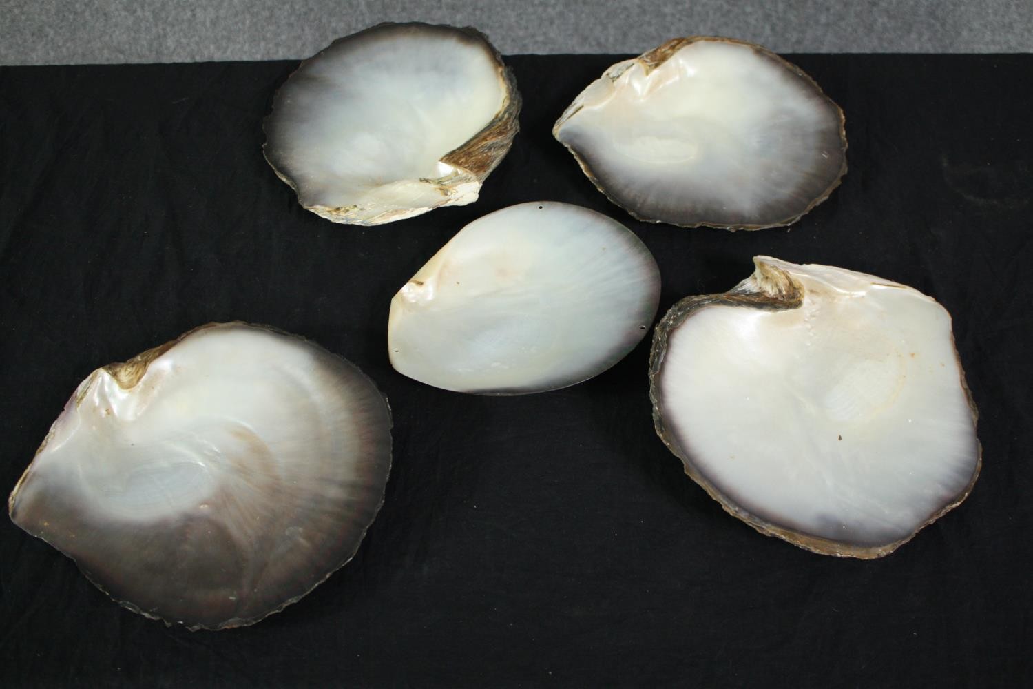 A collection of five polished oyster shells. L.26cm. (largest)