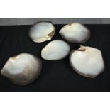 A collection of five polished oyster shells. L.26cm. (largest)