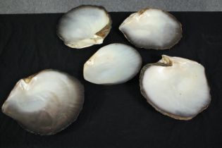 A collection of five polished oyster shells. L.26cm. (largest)