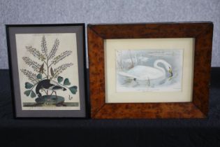 Two hand coloured 19th century framed engravings of birds. H.30 W.37cm. (largest)