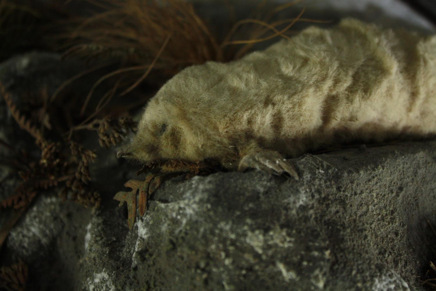 Taxidermy. Two Moles mounted on papier mache stones and foliage. - Image 3 of 3