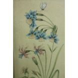 An early 20th century Indian watercolour study of a flowers and a butterfly. Unsigned. Framed and