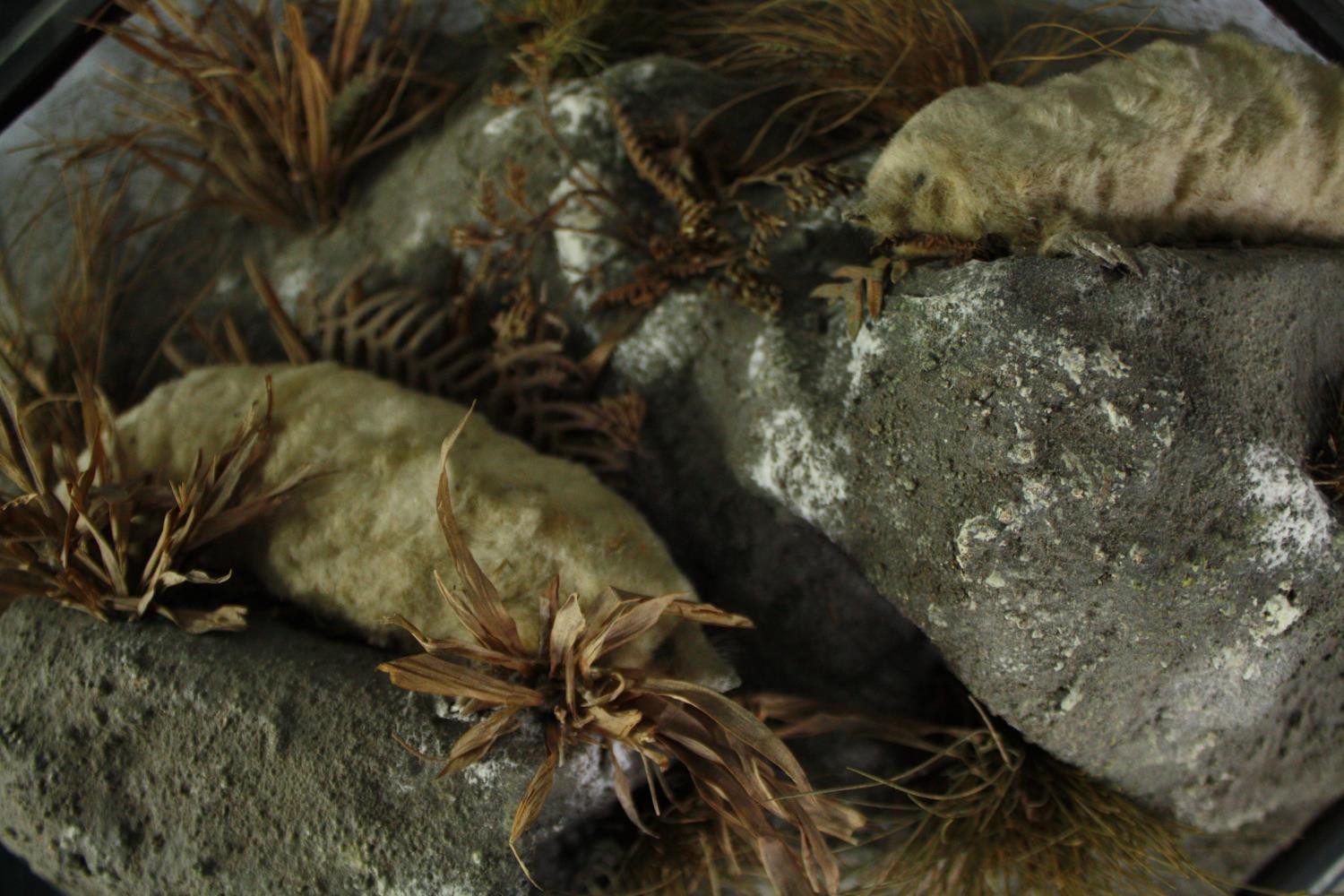 Taxidermy. Two Moles mounted on papier mache stones and foliage. - Image 2 of 3