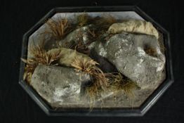 Taxidermy. Two Moles mounted on papier mache stones and foliage.