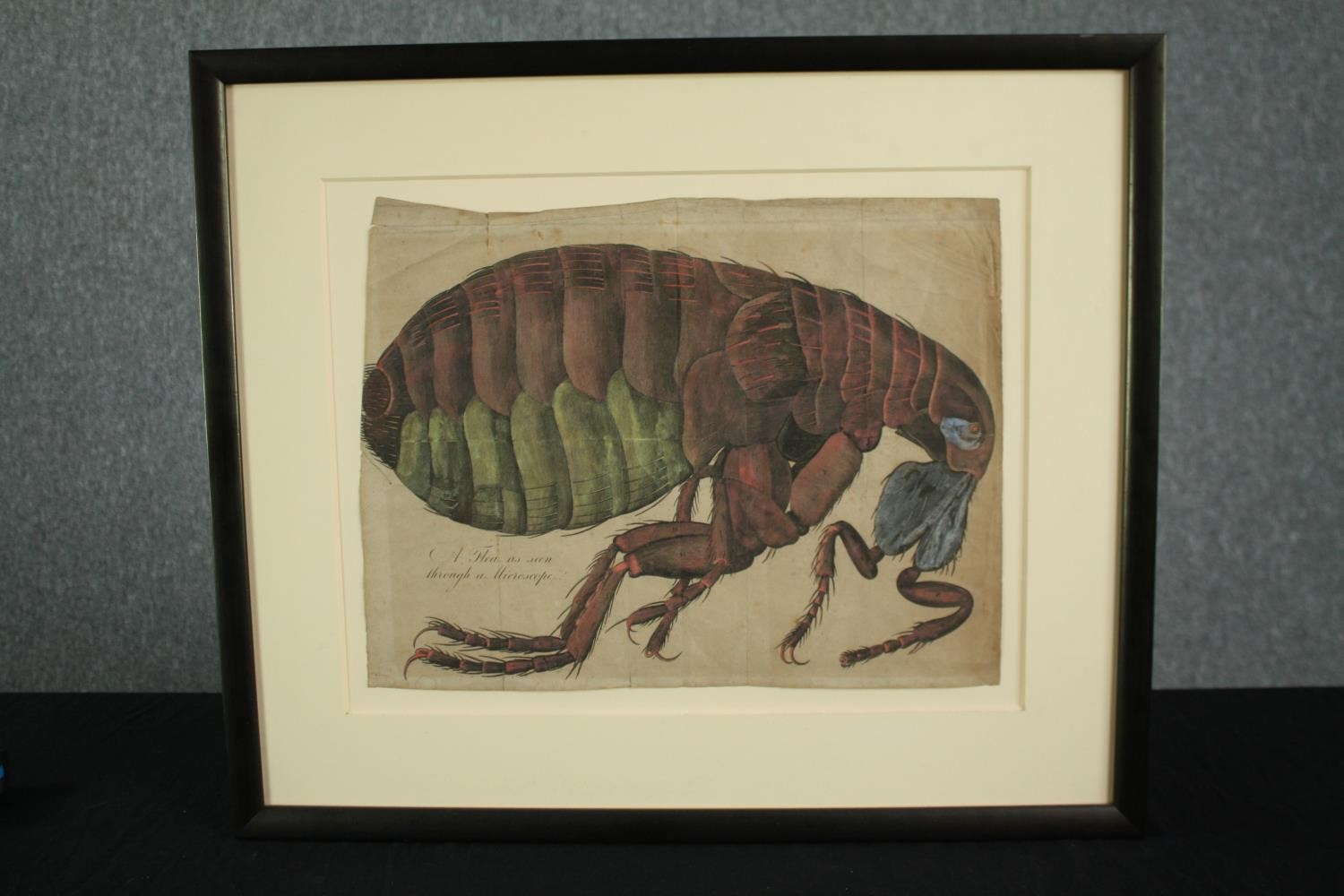 A highly detailed scientific study of a flea. Watercolour on paper backed onto an archival mount. - Image 2 of 3