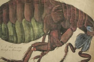 A highly detailed scientific study of a flea. Watercolour on paper backed onto an archival mount.