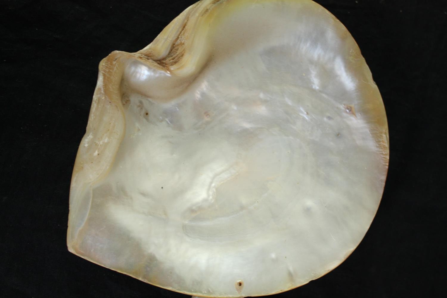 A collection of five polished oyster shells. L.25cm. (largest) - Image 2 of 3