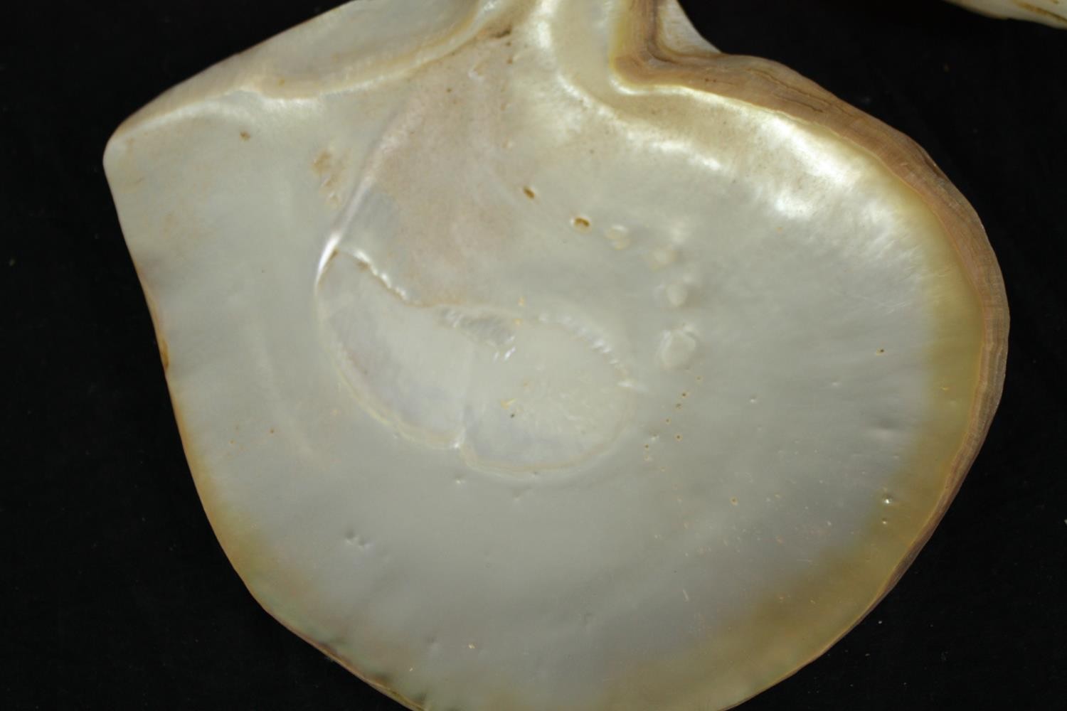 A collection of five polished oyster shells. L.24cm. (largest) - Image 2 of 4