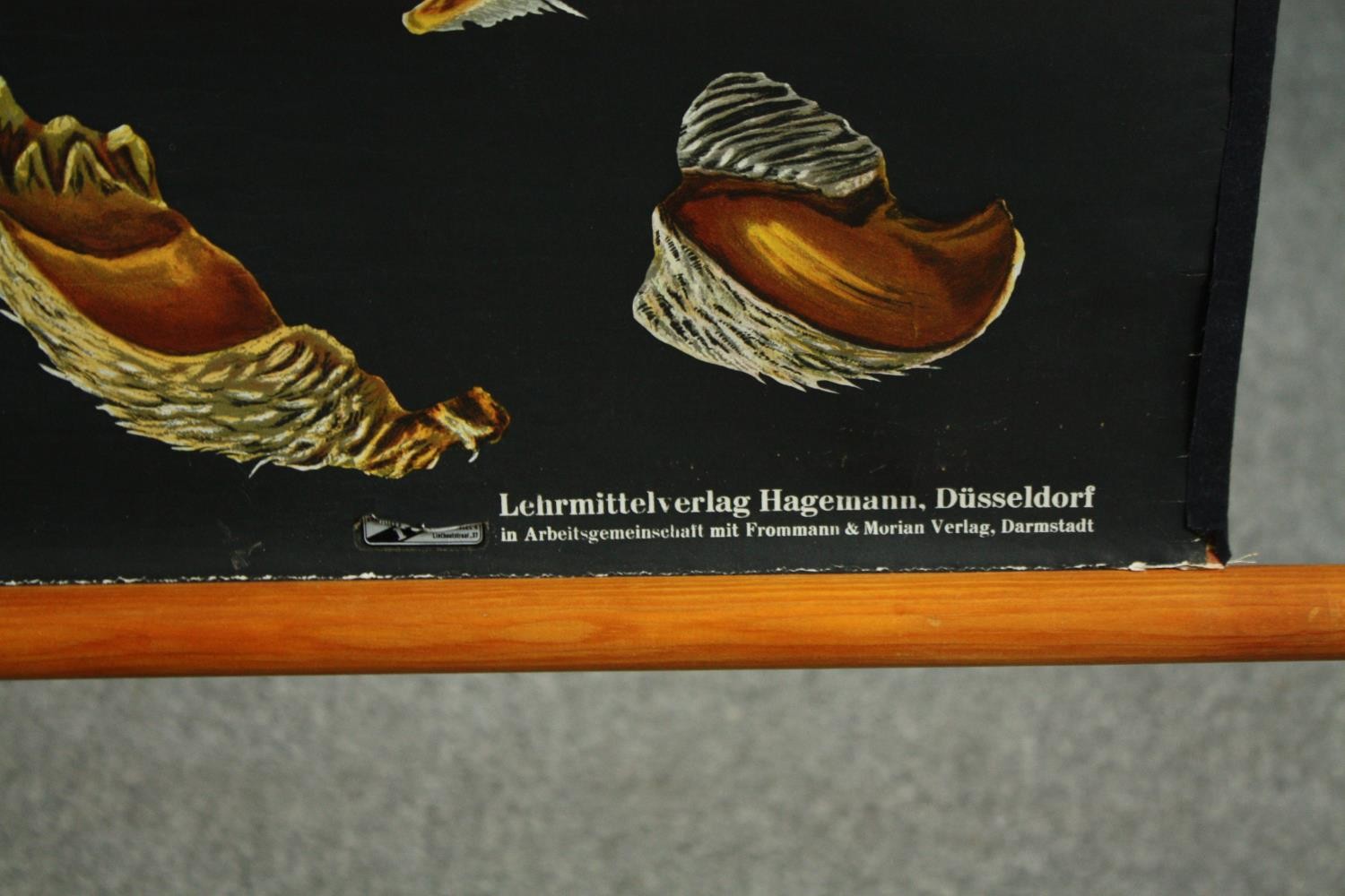 A large vintage Jung Koch Quentell teaching poster for showing the lifecycle of the cockchafer - Image 3 of 5