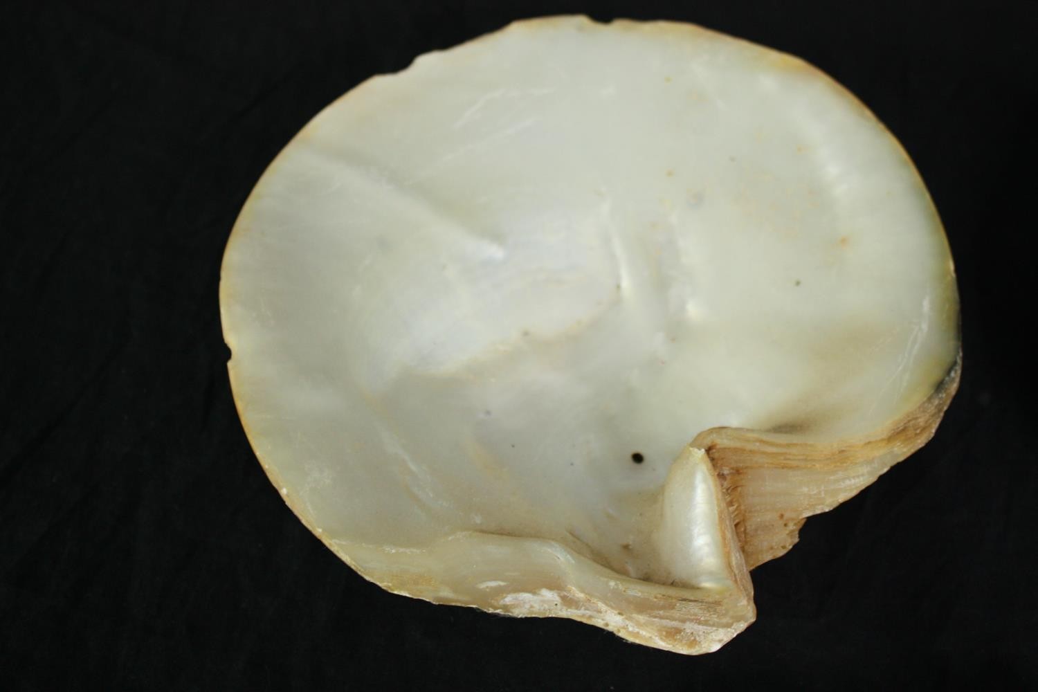 A collection of five polished oyster shells. L.25cm. (largest) - Image 3 of 3