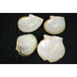 A collection of four polished oyster shells. L.22cm. (largest)