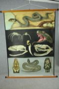 A large vintage Jung Koch Quentell teaching poster for snake anatomy. (Lehrmittelverlag Hagemann,