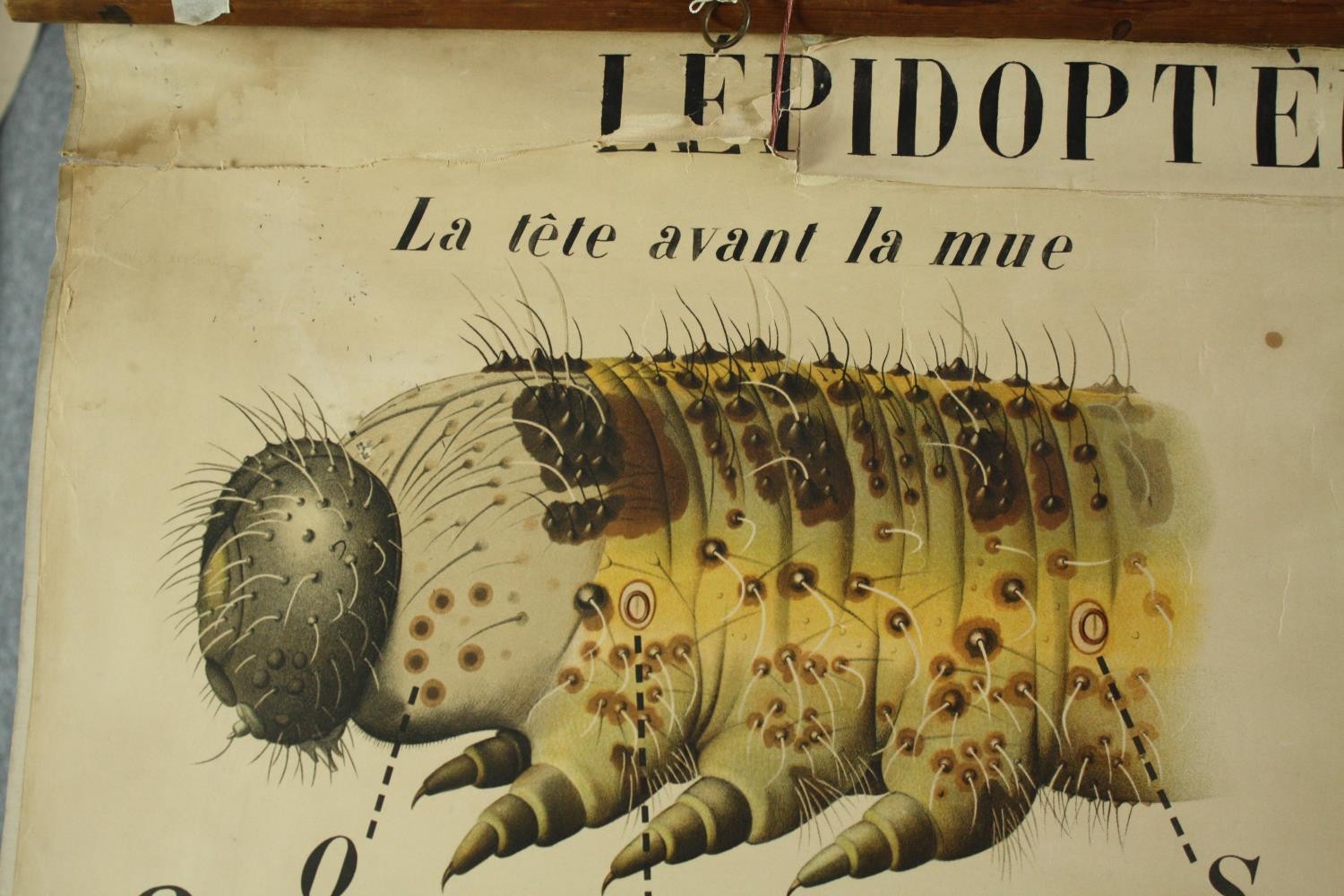 A large early 20th century French teaching poster showing the anatomy and lifecycles of caterpillars - Image 3 of 4