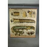 A large early 20th century French teaching poster showing the anatomy and lifecycles of caterpillars