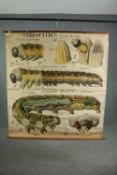 A large early 20th century French teaching poster showing the anatomy and lifecycles of caterpillars