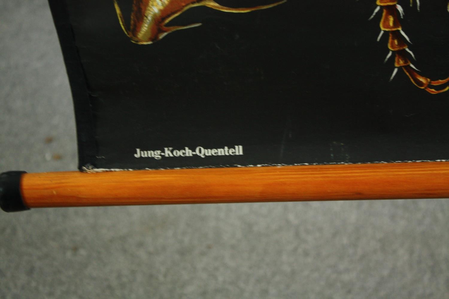 A large vintage Jung Koch Quentell teaching poster for showing the lifecycle of the cockchafer - Image 4 of 5