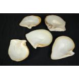 A collection of five polished oyster shells. L.24cm. (largest)