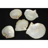 A collection of five polished oyster shells. L.25cm. (largest)