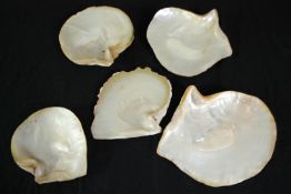 A collection of five polished oyster shells. L.25cm. (largest)