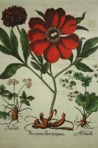 Basilius Besler (1561–1629). Botanical print, a modern reproduction. Framed and glazed. H.73 W.61cm.