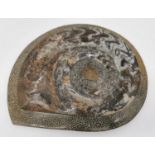 A large polished fossilized Ammonite. H.25 W.29cm