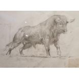 A framed and glazed pencil on paper of a standing male bull, unsigned. H.49 W.56cm