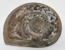 A large polished fossilized Ammonite. H.25 W.29cm