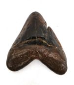 A Pliocene period fossilized sharks tooth from the species Procarcharodon Megalodon. Accompanied