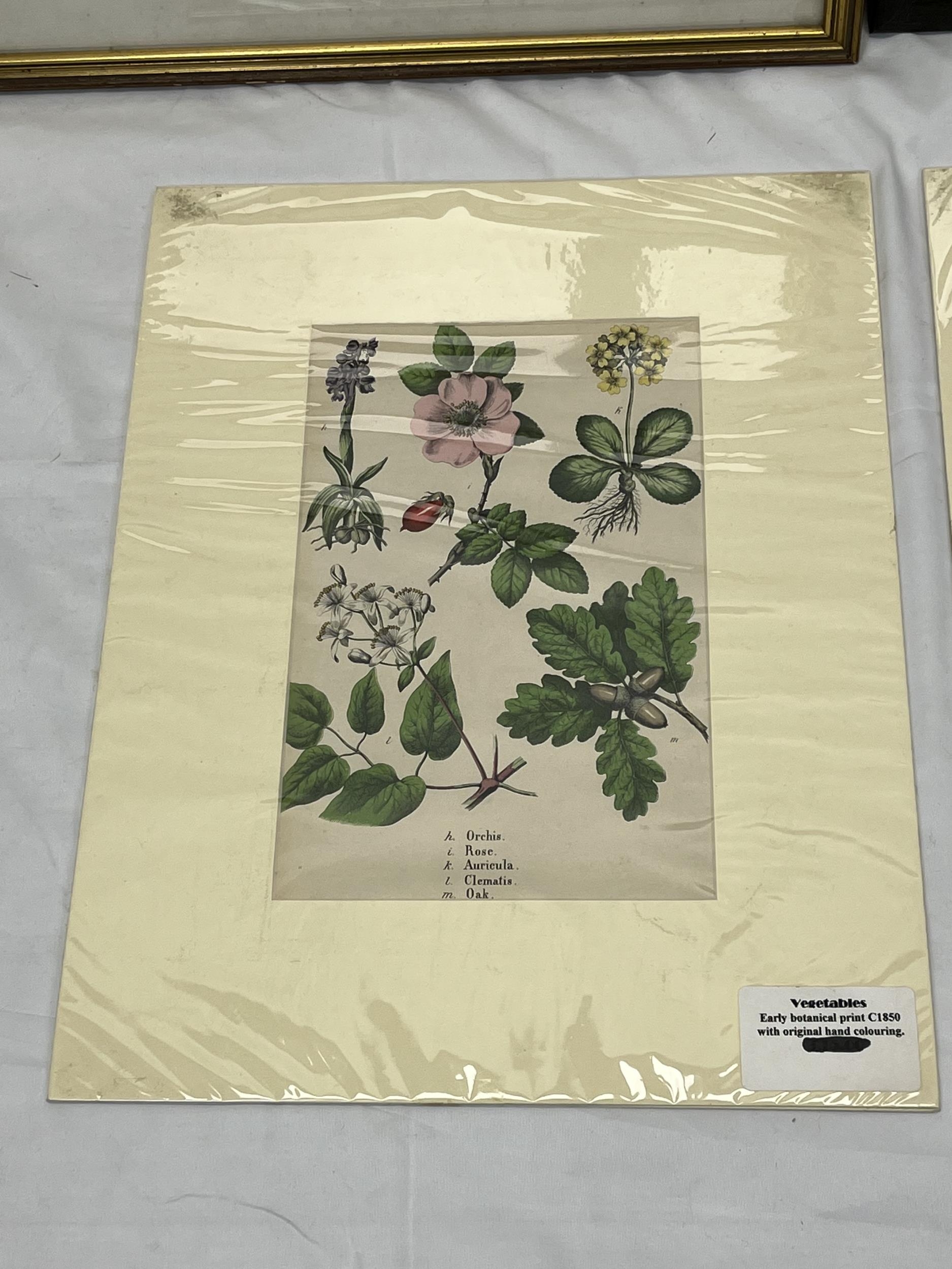 A pair of unframed botanical prints along with two framed and glazed numbered etchings. H.35 W.48. - Image 5 of 5
