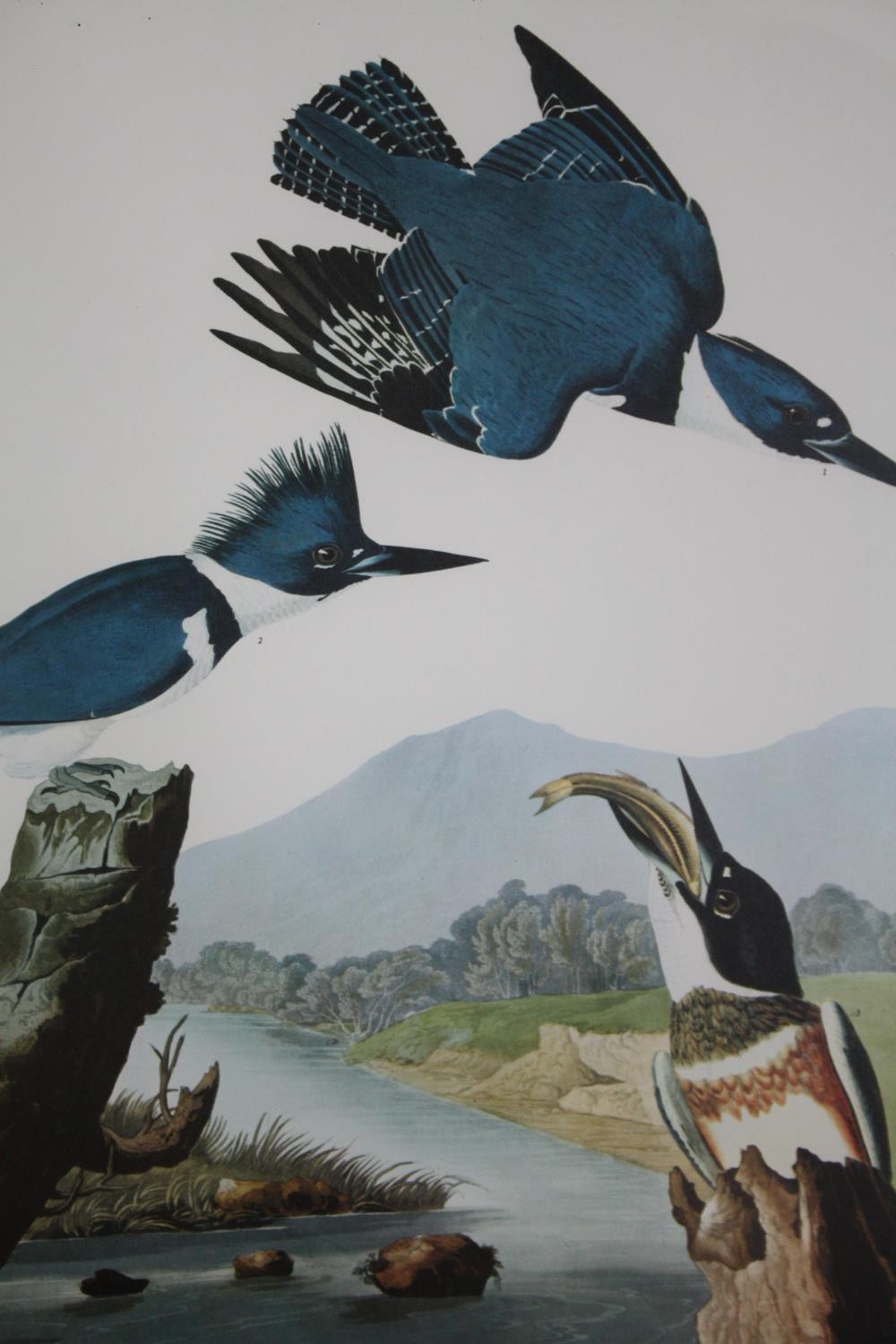 Book plate prints of birds, a set of three framed and glazed. H.54 W.46cm. (Each). - Image 3 of 5