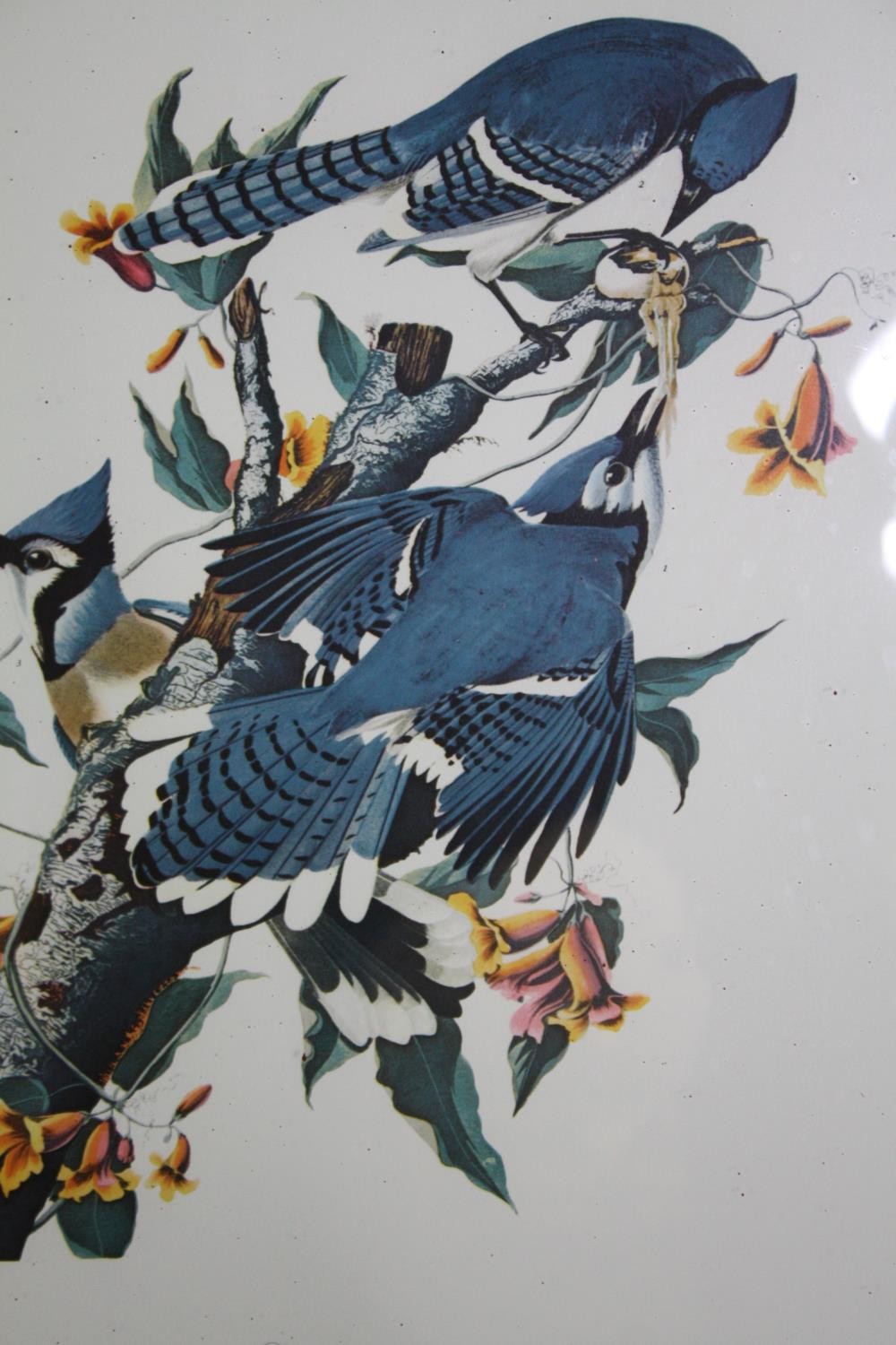 Book plate prints of birds, a set of three framed and glazed. H.54 W.46cm. (Each). - Image 4 of 5