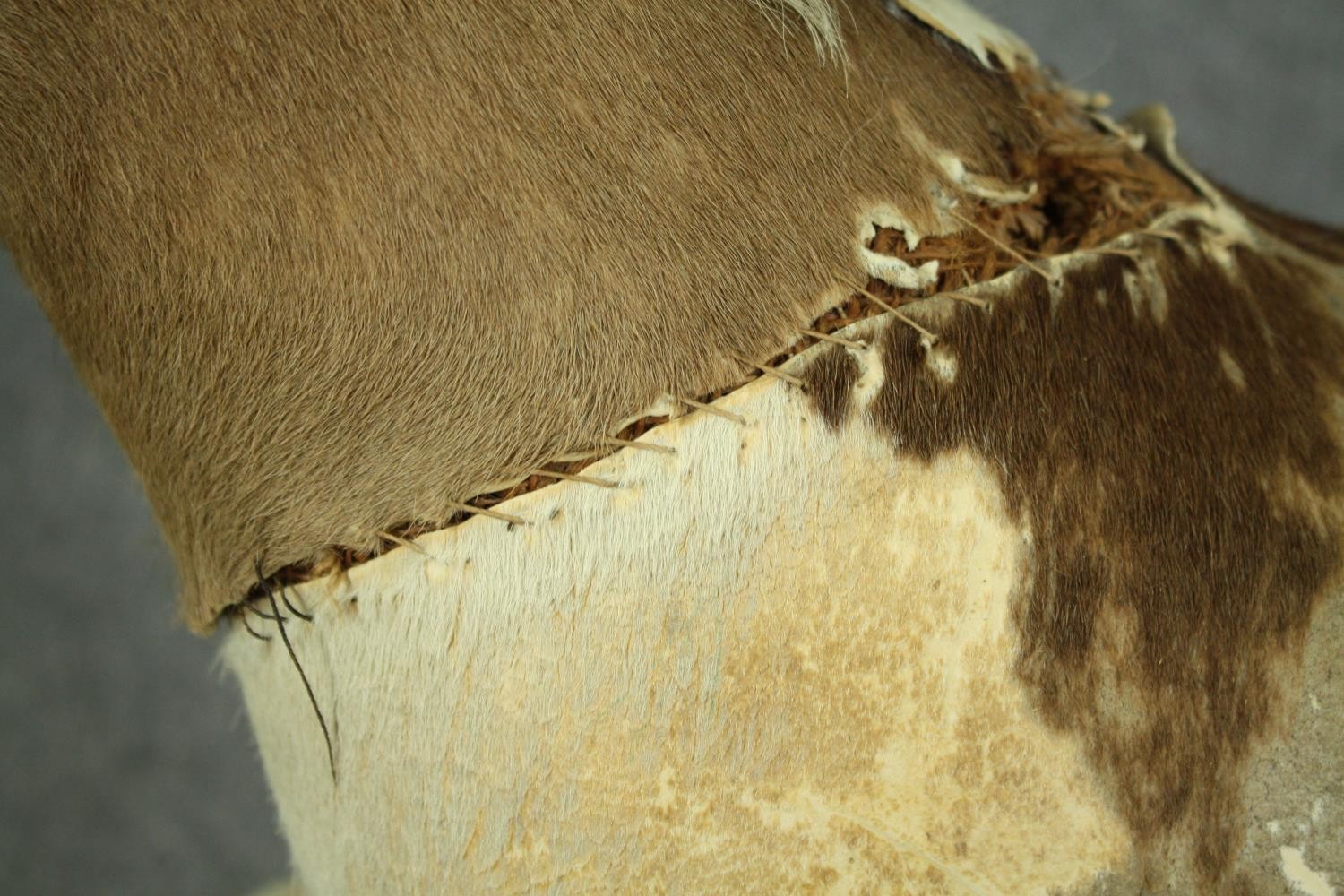 A vintage rocking horse in cowhide covering. H.74 W.110 D.38cm. - Image 12 of 14