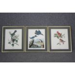 Book plate prints of birds, a set of three framed and glazed. H.54 W.46cm. (Each).